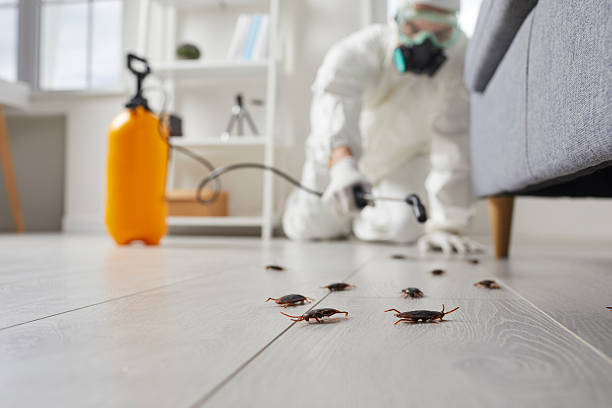 Post-Treatment Bed Bug Interceptor Monitoring in Capac